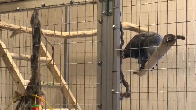 МОНЯ ВСЕ ПРОСИТ ПОДПИСАТЬСЯ НА ЕЁ КАНАЛ говорящий попугай жако смотреть онлайн