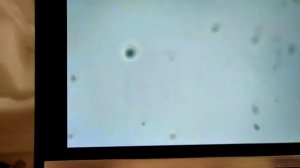 Цифровой микроском с экраном 2000х