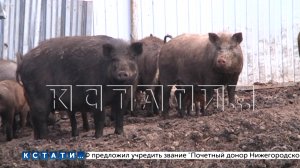 Коровы на заборах и затопленные навозом соседи - фермер превратил садовый участок в скотный двор