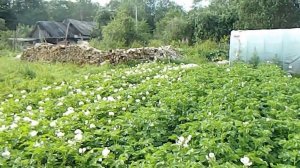 Огород#5.Картофель.Куда делись жуки?/Во саду ли в огороде