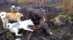 Охота на лося с собаками 27.11.12