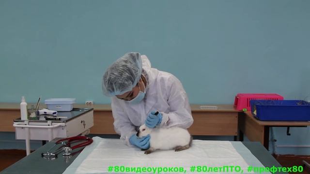 Мастер-класс по компетенции "Ветеринария".