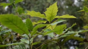 Los Encinos | La Flora de México