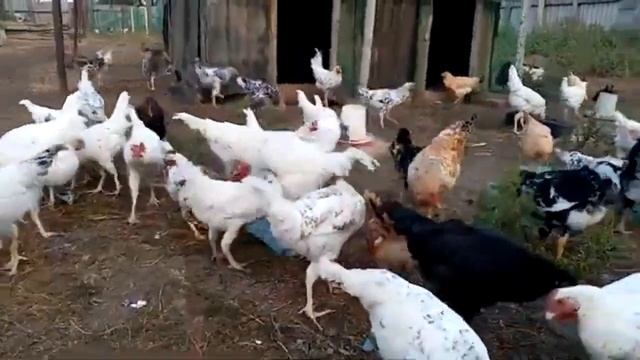 Куры стали нести маленькие яйца – разбираемся в причинах