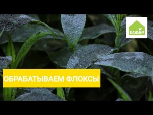 Как и чем обработать флоксы от вредителей и болезней