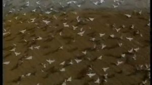 Праздник Ту би шват, Новый год для деревьев