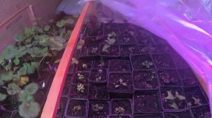 Устройство череночника в комнате.  Итоги черенкования