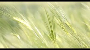 The Wind that Shakes the Barley