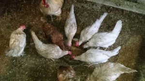 Каша - мешанка для кур несушек. Кормление кур несушек в домашних условиях.