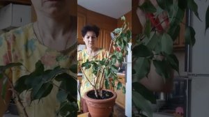 Обрезка фикуса бенджамина
