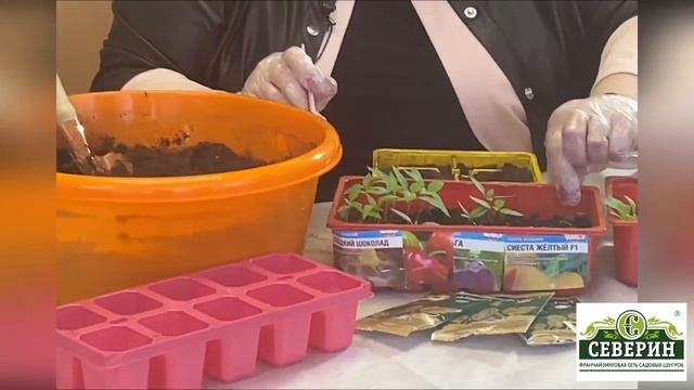 Все секреты пикировки Петуния, перец, базилик смотреть онлайн