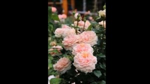 САМЫЕ КРАСИВЫЕ И ОБИЛЬНО ЦВЕТУЩИЕ РОЗЫ ФЛОРИБУНДА