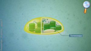 Биология 9 класс (Урок№7 - Строение клетки. Прокариотическая клетка.)