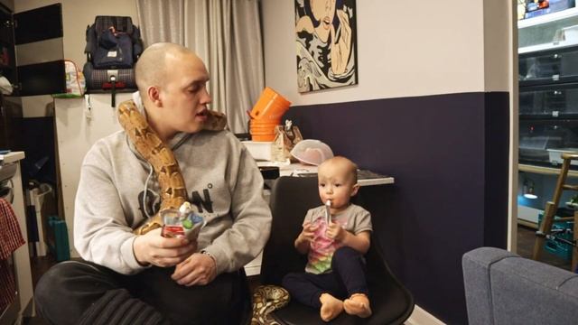 Ball Python vs Common Boa Constrictor (BCI) смотреть онлайн