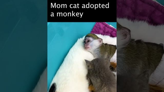 Mom cat adopted baby monkey Susie