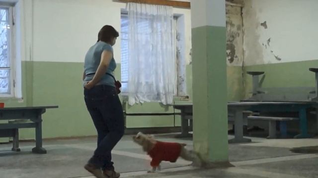 Юля и американский кокер-спаниель Делли смотреть онлайн