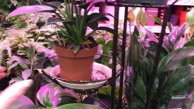 Леруа утопает в Цветочных Новинках! Алоказия Регал Шилдс,Филодендрон Грин Принцесс. смотреть онлайн