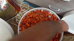 Шиповник сушим.