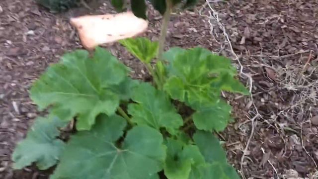 Amazing Growth and Flowering Pumpkin Plant - Mulching and Foliar Feeding смотреть онлайн