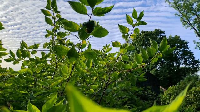 Калининград 2020. Зоопарк смотреть онлайн