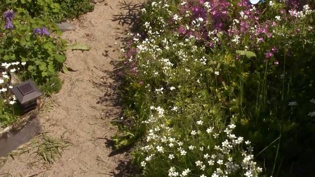 Обзор сада 14 июня. Сад цветёт постоянно. Очень много самосева. смотреть онлайн