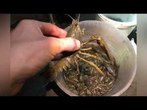 Ловля РАКА руками на реке ОКА