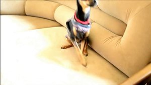 Обучение той-терьера команде 'Зайка'