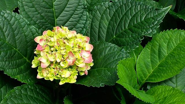 ไฮเดรนเยีย - Hydrangea 12 смотреть онлайн