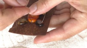 Простая и миниатюрная брошь из бисера и камней Черепаха своими руками Подробный мастер класс