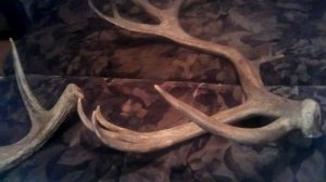 Объявление о продаже рогов лося и оленя