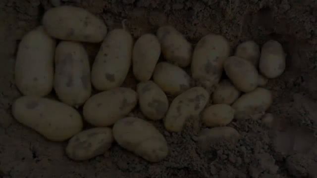 Картофель Королева Анна Характеристика И Описание Сорта