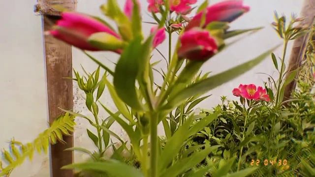 Alstroemeria aurea # blooms#sikkim #hills ❤ смотреть онлайн