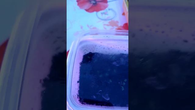 Посадка петунии смотреть онлайн