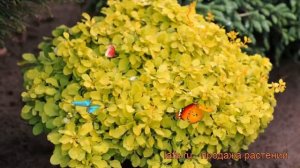 Барбарис тунберга Тини Голд (tiny gold) ? обзор: как сажать, саженцы барбариса Тини Голд