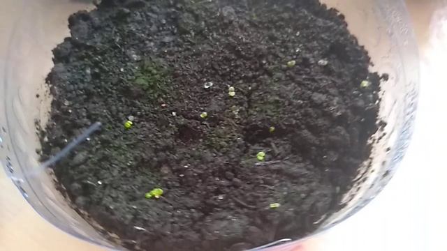 ПРИМУЛА БЕЗ СТРАТИФИКАЦИИ!! смотреть онлайн