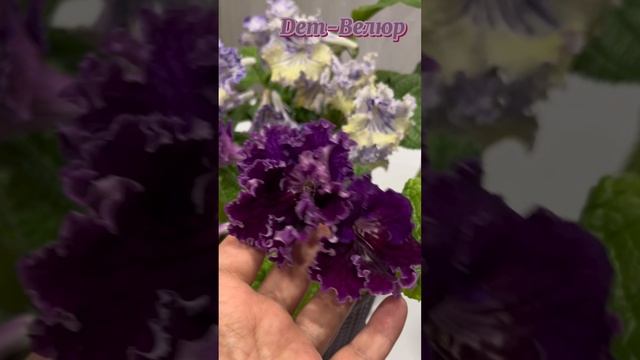 Цветут стрептокарпусы