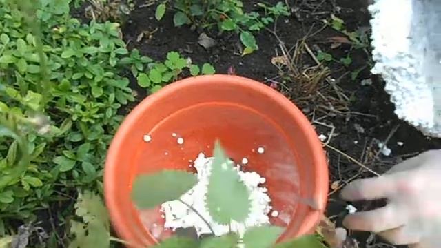 Как правильно пересадить комнатную розу.Пересаживаем комнатную розу осенью.Видео№1 смотреть онлайн