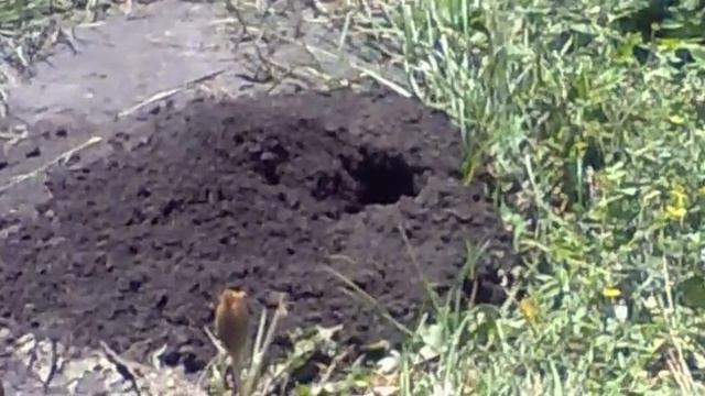 Землеройка! смотреть онлайн