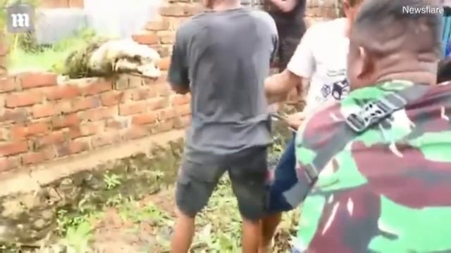 (ШОК! 18+) ИНДОНЕЗИЙЦЫ ЗАБИЛИ НАСМЕРТЬ ПОЧТИ 300 КРОКОДИЛОВ НА КРОКОДИЛОВОЙ ФЕРМЕ! смотреть онлайн