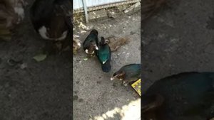 Птицеводство. Гельментизация. Альбен.
