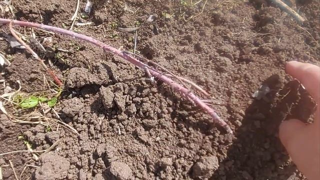 Мой сад в мае 2022 года. My garden in May 2022. смотреть онлайн