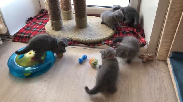 Британские котята, 2 месяца