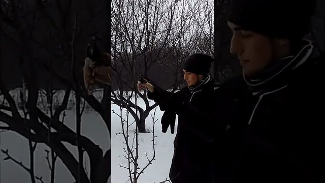 Обрезка груши и секреты бокового ветвления. смотреть онлайн