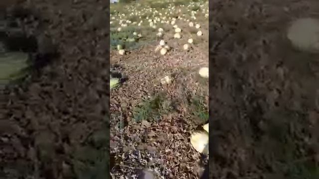 Арбуз Каристан F1 смотреть онлайн