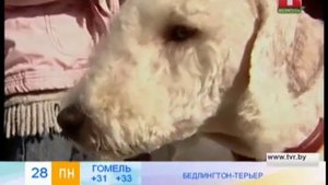 Бедлингтон-терьер очень храбрая собака!
