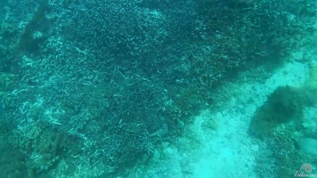 Snorkeling | Снорклинг на Бали | Чем заняться на Бали?