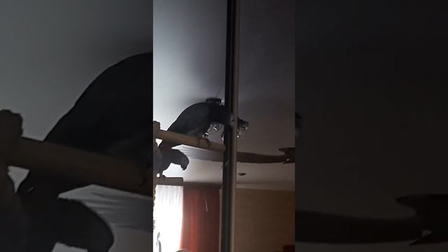 Когда мне скучно, я люблю поболтать сам с собой 😃😴 смотреть онлайн