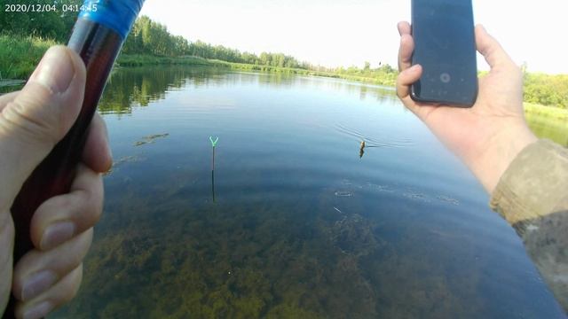 Ловля золотого карася в августе.