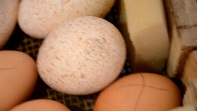 Купили индюшиные яйца//Заложили полный инкубатор//Как просвечиваем яйца