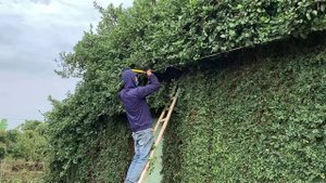 Uncover the mystery inside the overgrown lawn | Miraculous transformation after I pruned